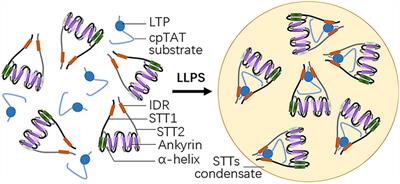 Liquid-Liquid Phase Separation Phenomenon on Protein Sorting Within Chloroplasts